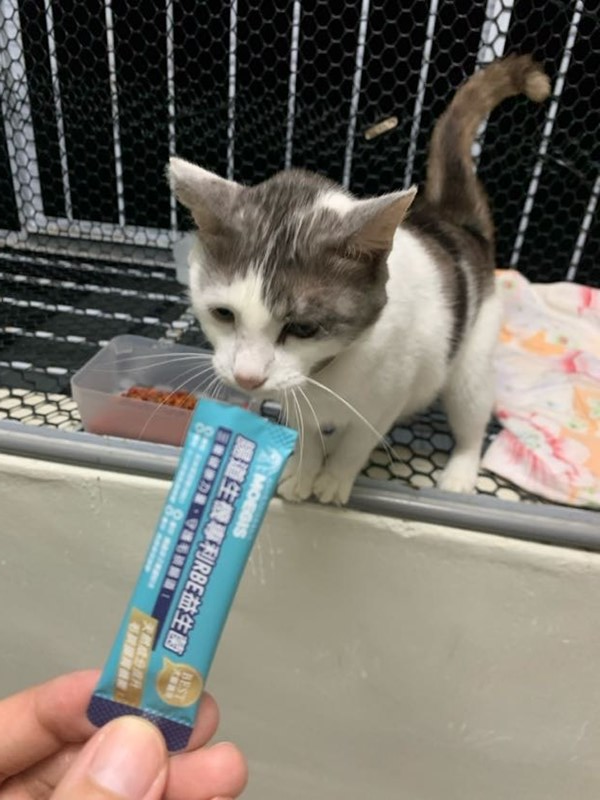 女人知己試用大隊,口碑行銷,部落客行銷,Moegis萌吉 腸道生機專利RBE益生菌,寵物益生菌,專利RBE益生元,專利蔬果酵素,小分子胜肽,藍藻粉,維持免疫力,幫助維持消化道機能,維持正常食慾,改變細菌叢生態,腸胃保健,犬貓適用